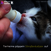Kitten trinkt von eine Milchflasche. Schriftzug: Tierheime päppeln Straßenkatzen auf.
