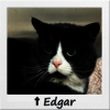 Straßenkater Edgar in einem Katzenbett