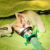 Kleines Kitten mit verletzten Auge an Beatmungsmaske 