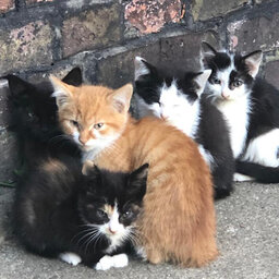5 kleine Straßenkatzen zusammenkauernd an einer Mauer