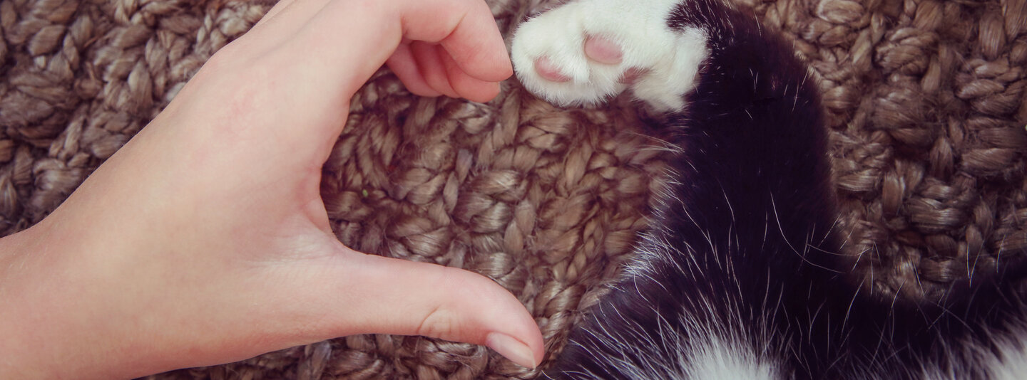 Menschliche Hand und Katzenpfote formen ein Herz