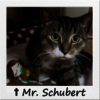 Straßenkater Mr. Schubert in seinem Katzenbett