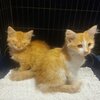 Zwei Kitten in Transportbox