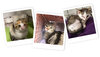 Polaroidbilder von Straßenkatzen aus Tierschutzvereinen