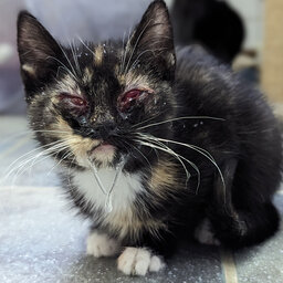 Straßenkatze mit Katzenschnupfen und verklebten Augen