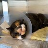 Katze mit Kopfverletzung trägt einen Schutzkragen