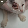 Katze mit einer Kopfverletzung beim Tierarzt