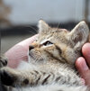 Kitten, das in menschlicher Hand liegt