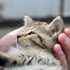 Kitten, das in menschlicher Hand liegt