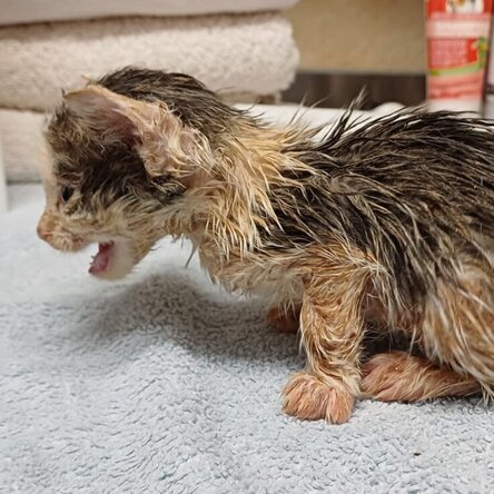 Miauendes nasses und verklebtes Kitten auf einem Handtuch