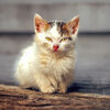 Kleine Straßenkatze Kitten