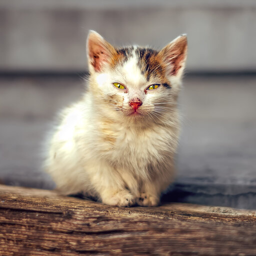 Kleine Straßenkatze Kitten