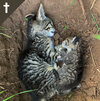 Zwei tote Straßenkatzen in Erdloch liegend