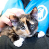 Tierheimmitarbeiterin mit Kitten im Arm