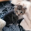 Kitten mit verklebten Augen in einem kuscheligen Katzenbett