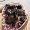 Drei Kitten mit verklebten Augen