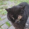 Katze mit verletztem Auge