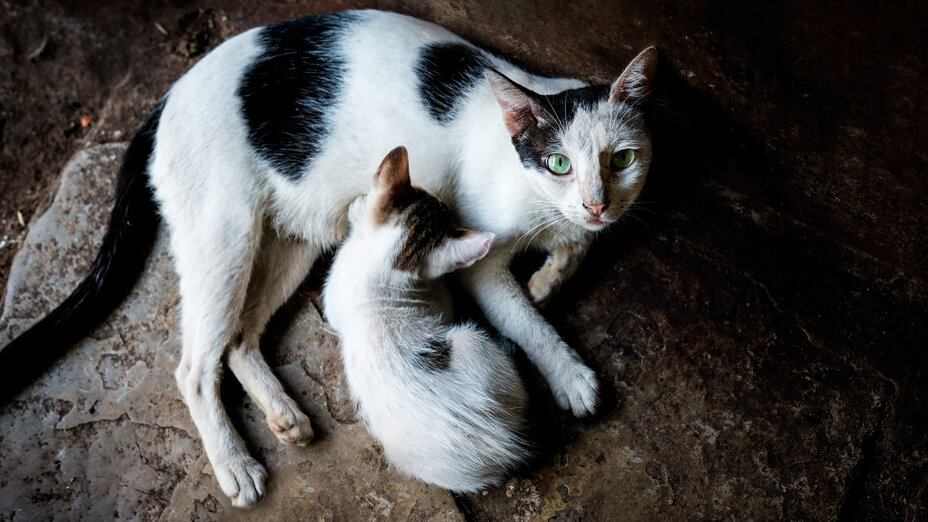 Katzenmutter füttert ihr Kitten