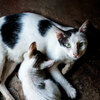 Katzenmutter füttert ihr Kitten