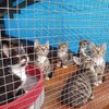 6 Kitten in ihrem Tierheim-Gehege