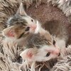 2 kleine Kitten auf einem flauschigen Teppich